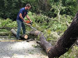 Best Tree Mulching  in Fruitland Park, FL