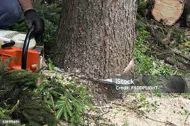 Lawn Pest Prevention in Fruitland Park, FL